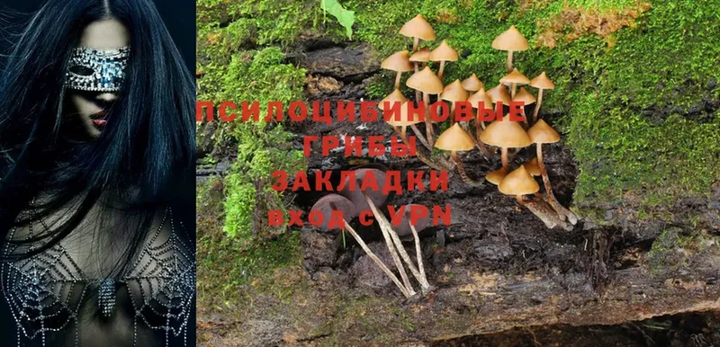 Галлюциногенные грибы Magic Shrooms  Выборг 